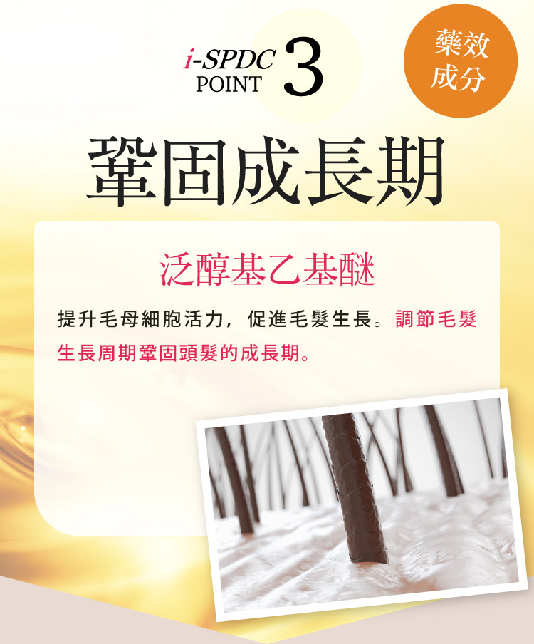 鞏固成長期