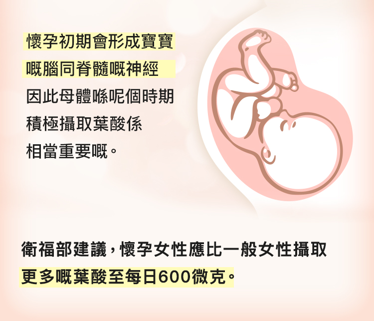 懷孕女性多攝取400微克葉酸