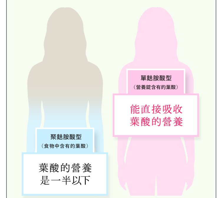 能直接吸收的葉酸