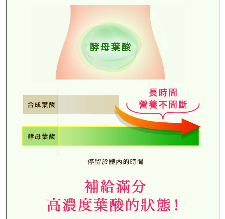 體內維持高濃度葉酸