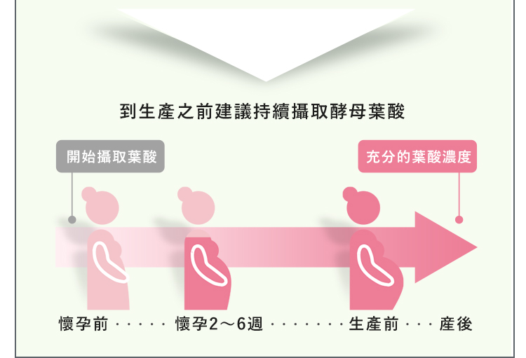 產前產後都要補充葉酸
